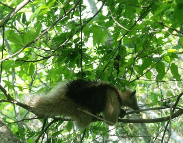 fauna observation 